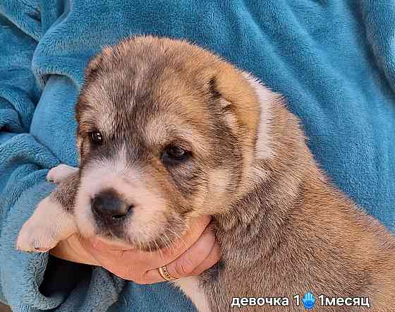 Щенки сао (алабай) Донецк