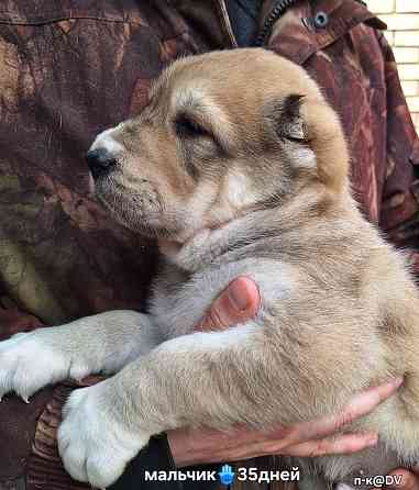 Щенки сао (алабай) с документами Донецк