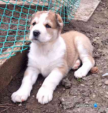 Щенки сао (алабай) с документами Донецк