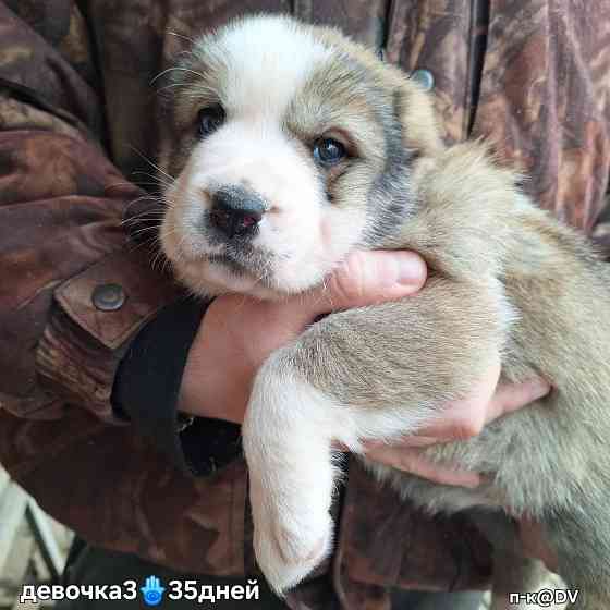 Щенки сао (алабай) с документами Донецк