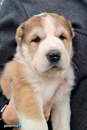 Щенки сао (алабай) с документами Донецк