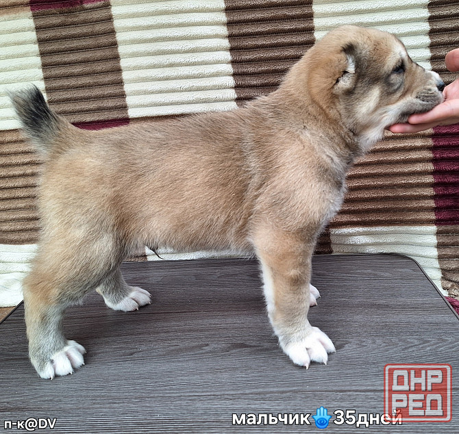 Щенки сао (алабай) с документами Донецк - изображение 3