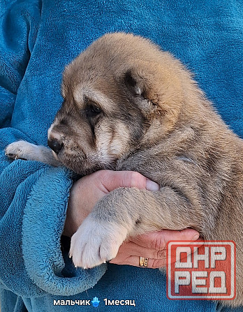 Щенки сао (алабай) Донецк - изображение 2