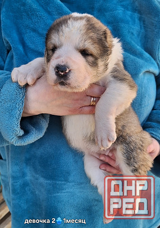 Щенки сао (алабай) Донецк - изображение 5