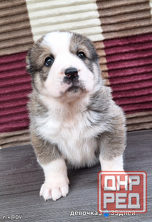 Щенки сао (алабай) с документами Донецк - изображение 7