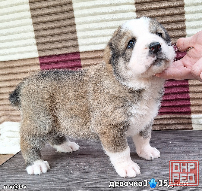 Щенки сао (алабай) с документами Донецк - изображение 6