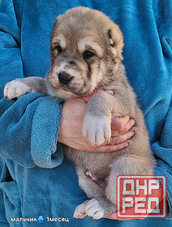 Щенки сао (алабай) Донецк - изображение 1