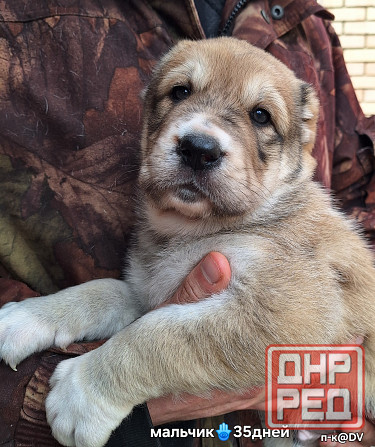 Щенки сао (алабай) с документами Донецк - изображение 1