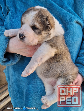 Щенки сао (алабай) Донецк - изображение 6