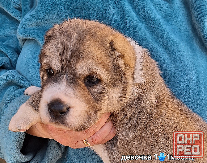 Щенки сао (алабай) Донецк - изображение 3