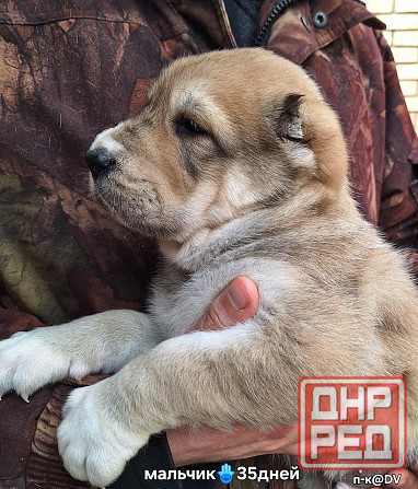 Щенки сао (алабай) с документами Донецк - изображение 2