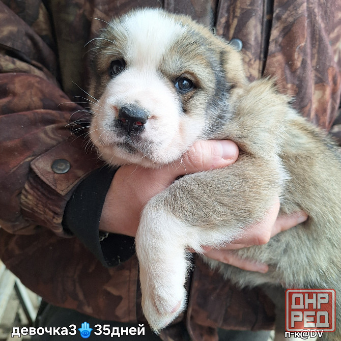 Щенки сао (алабай) с документами Донецк - изображение 5