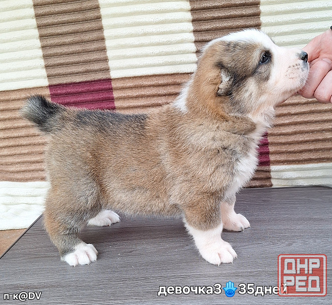 Щенки сао (алабай) с документами Донецк - изображение 8