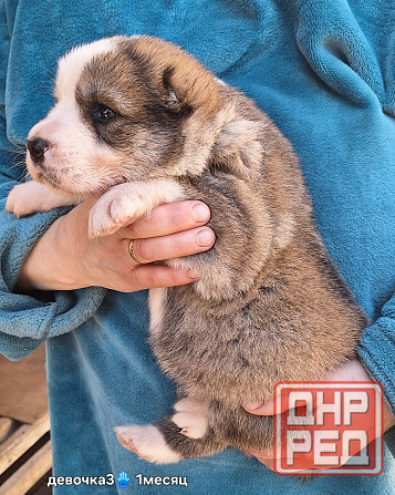 Щенки сао (алабай) Донецк - изображение 8