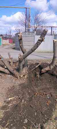 Подрезка. Спил. Корчевание пней. Донецк