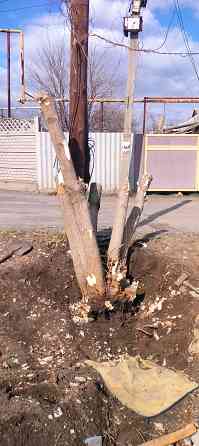 Подрезка. Спил. Корчевание пней. Донецк