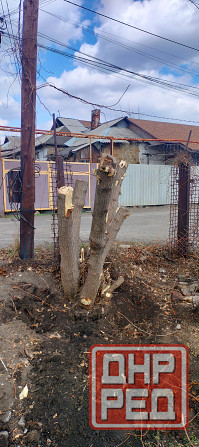 Подрезка. Спил. Корчевание пней. Донецк - изображение 5