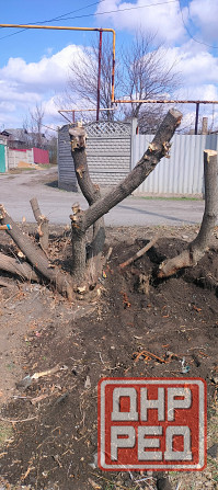 Подрезка. Спил. Корчевание пней. Донецк - изображение 3