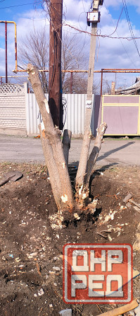 Подрезка. Спил. Корчевание пней. Донецк - изображение 6