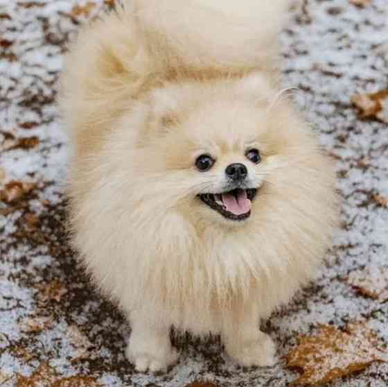 Щенок померанского шпица девочка Донецк