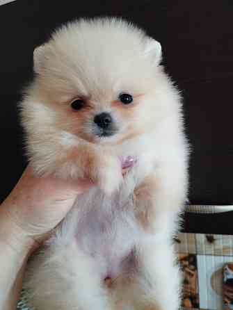 Щенок померанского шпица девочка Донецк