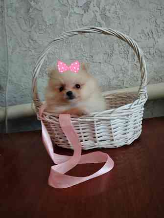 Щенок померанского шпица девочка Донецк