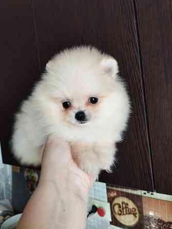 Щенок померанского шпица девочка Донецк