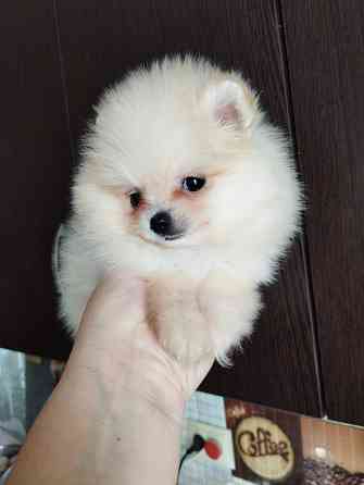 Щенок померанского шпица девочка Донецк