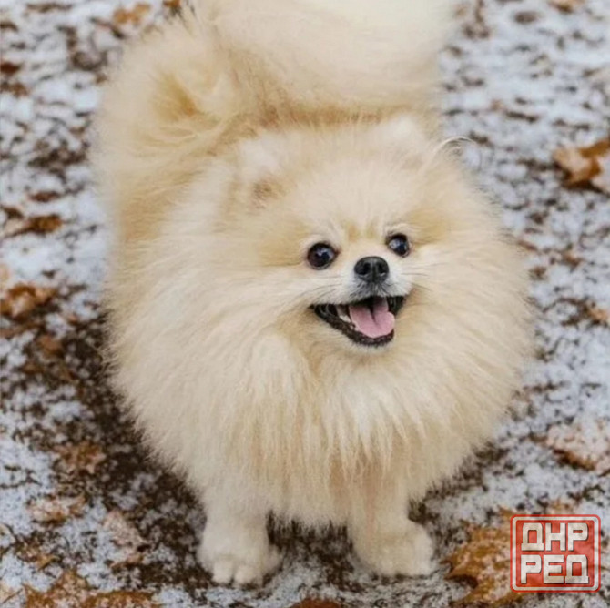 Щенок померанского шпица девочка Донецк - изображение 6