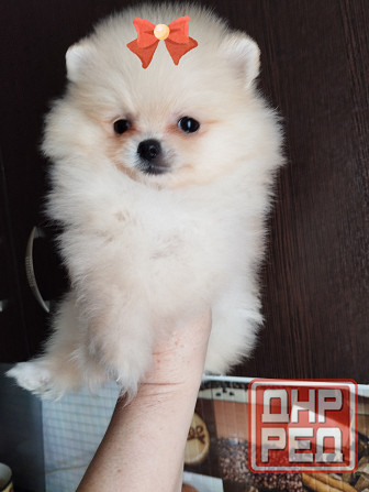 Щенок померанского шпица девочка Донецк - изображение 1