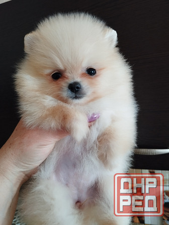 Щенок померанского шпица девочка Донецк - изображение 5