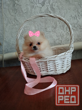 Щенок померанского шпица девочка Донецк - изображение 4