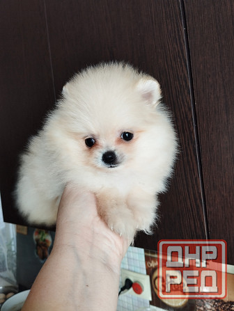 Щенок померанского шпица девочка Донецк - изображение 3
