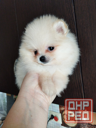 Щенок померанского шпица девочка Донецк - изображение 2