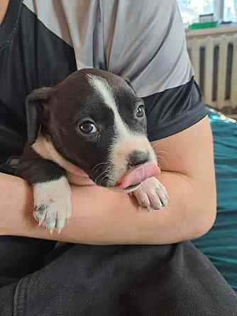 Щенки стаффа Донецк