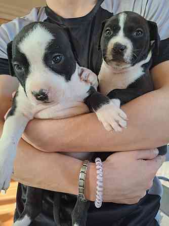 Щенки стаффа Донецк