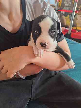 Щенки стаффа Донецк