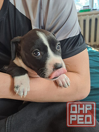 Щенки стаффа Донецк - изображение 2