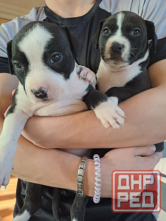 Щенки стаффа Донецк - изображение 1