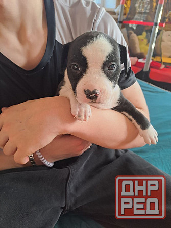 Щенки стаффа Донецк - изображение 3