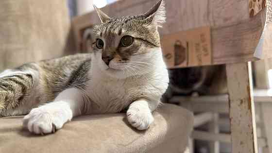 Продам котейку Донецк