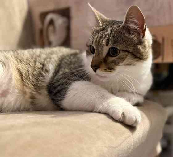 Продам котейку Донецк