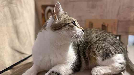 Продам котейку Донецк