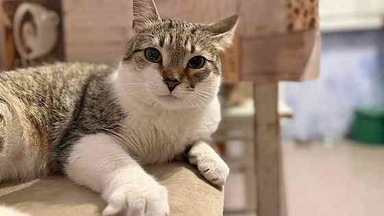 Продам котейку Донецк