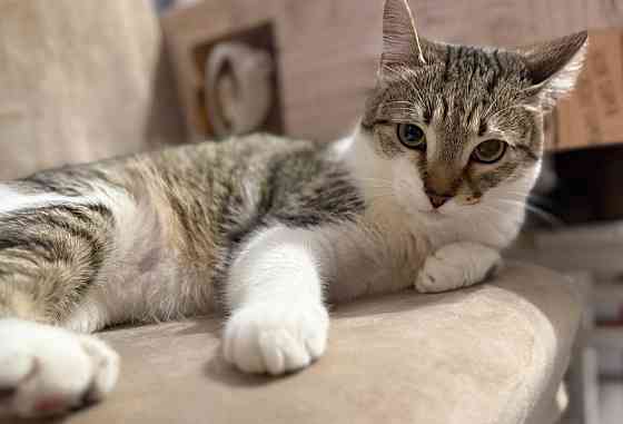 Продам котейку Донецк