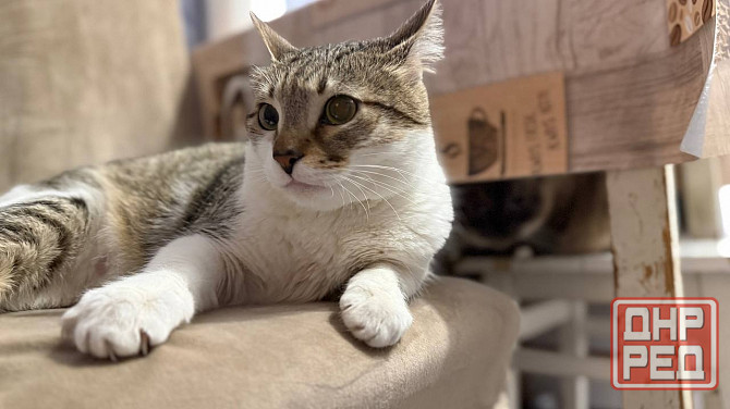 Продам котейку Донецк - изображение 6