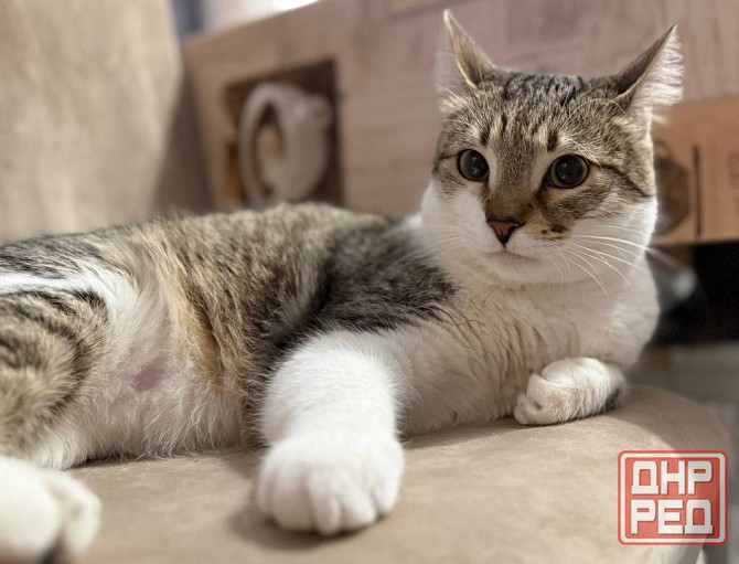 Продам котейку Донецк - изображение 1