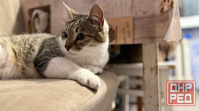 Продам котейку Донецк - изображение 7