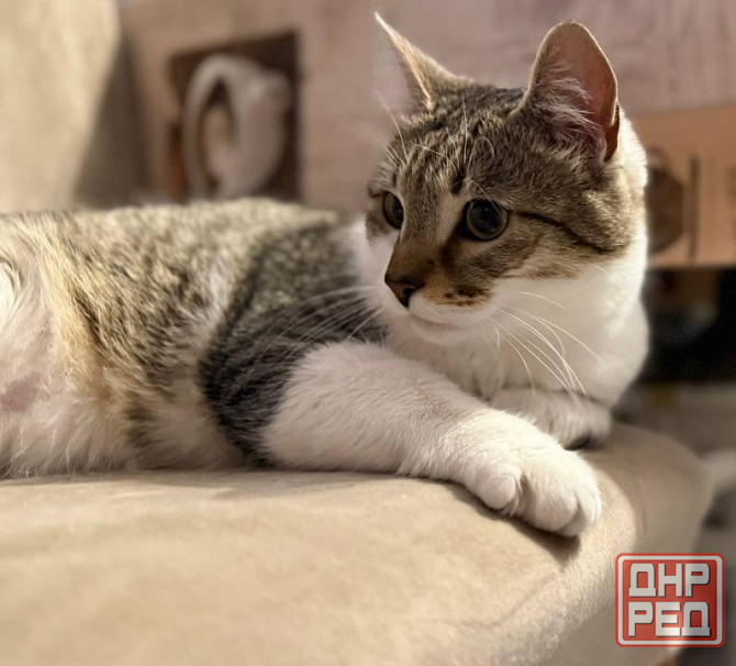 Продам котейку Донецк - изображение 2