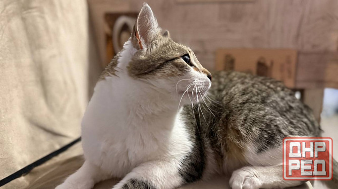 Продам котейку Донецк - изображение 4